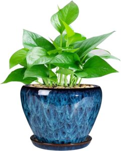 Money Plant pot 1